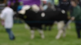 Unlikely cowboy: Conor Pope goes bull grooming