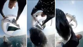 Smack off a humpback: kite surfer survives mid-air collision with whale