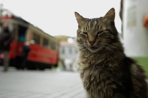 How the street cats of Istanbul landed on their feet