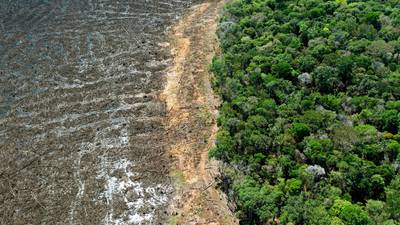 Deforestation in Brazil’s Amazon surges to 12-year high under Bolsonaro