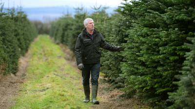 The farms that let you choose and cut your own Christmas tree