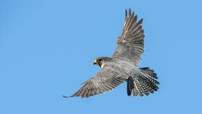 Avian flu confirmed in Co Limerick peregrine falcon