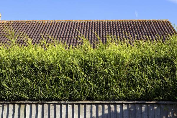 Give me shelter: how to grow a native Irish hedge