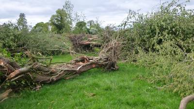 Judge upholds €6,000 fine for destruction of hedgerows, mature trees