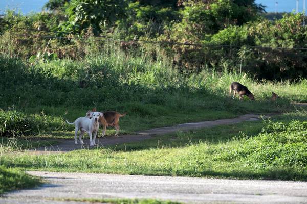 On tiny island of Guam, dog-catcher does daily battle with 30,000 strays