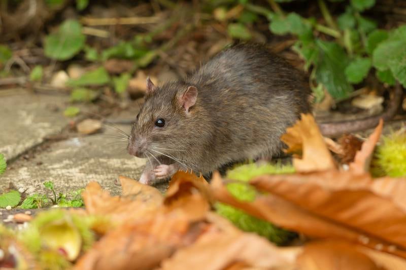 Rats in Dublin: ‘You can hear them at night, when you’re lying in bed, it really is extremely distressful’