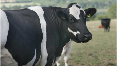 Farmers planning party to mark end of milk quotas