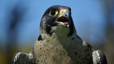 Drones being used by PSNI to protect birds like red kites and peregrines