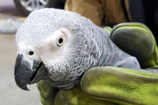 Parrot lost on Dublin Airport runway found with a Lidl help