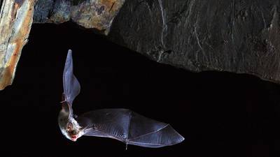 How bats defy the ageing process: Irish scientists crack the mystery