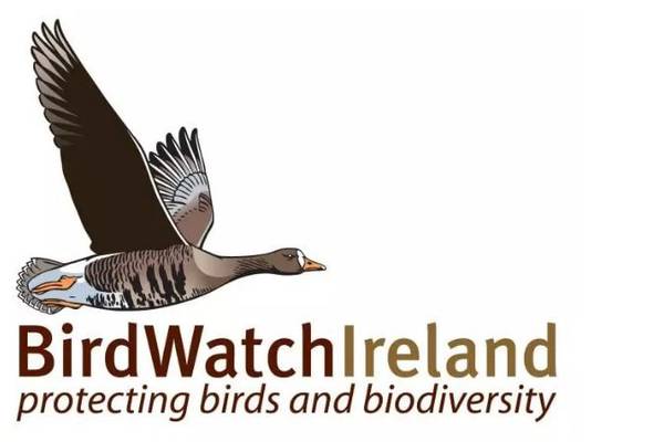 Charities Regulator appoints inspectors to investigate BirdWatch Ireland
