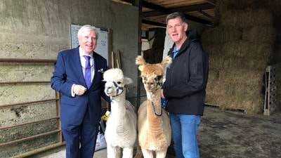 Got an ailing alpaca business? John and Francis Brennan can fix that for you