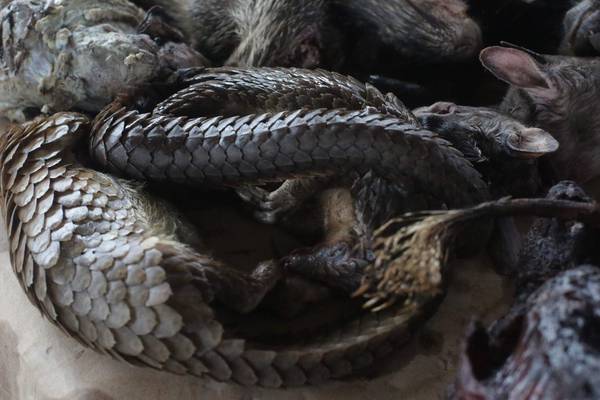 Covid-19: Pangolins found to carry diseases linked to contagion