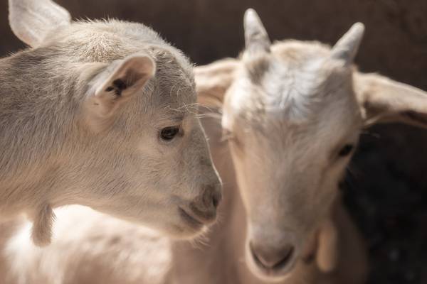 The day I saw two goats nibbling wreaths on the Parnell statue on O’Connell Street