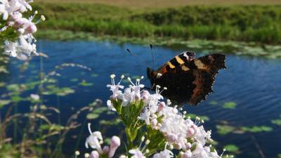 A butterfly’s view of the Royal Canal