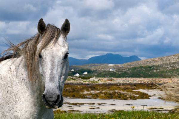 Good golly Mollie: Why I rode 1,600km around the west on a Connemara pony