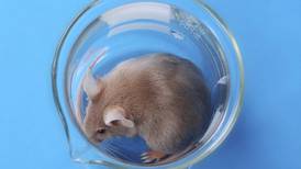 Will stem cell research free blind mice?