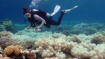 Great Barrier Reef  in crisis as scientists despair at bleaching data