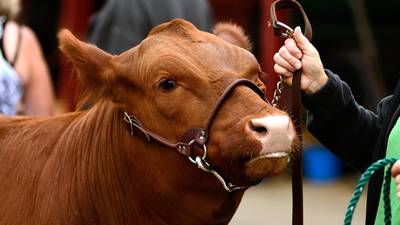 Cattle with pneumonia removed from the Balmoral Show