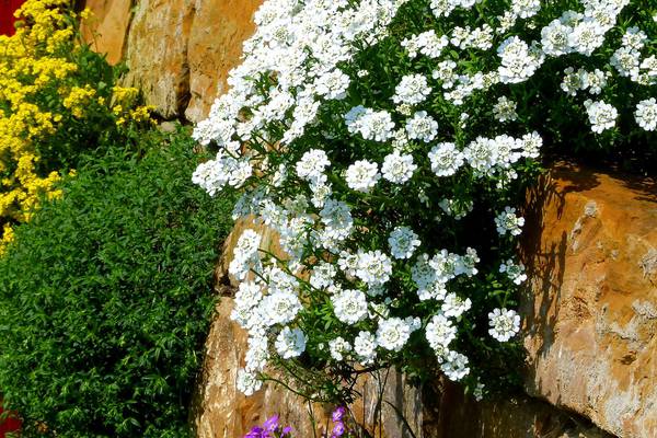 Gardening: Carpet walls with plants that love nooks and crannies