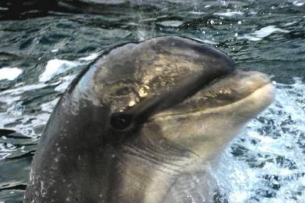 Fungie is officially the world’s oldest solitary dolphin