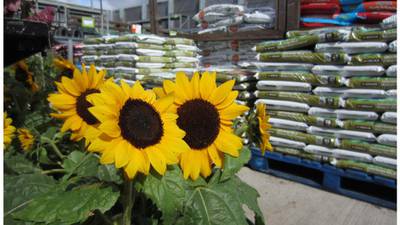 Hardware stores benefit from fine weather