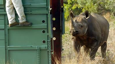 Irishman in US court over alleged rhino horn trafficking