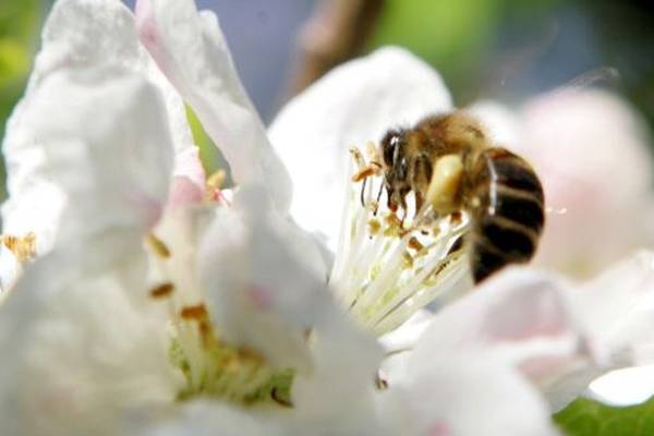 Garden centre plants found to contain controversial pesticides