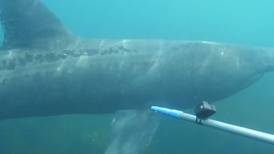 Researchers deploy new tagging devices to endangered basking sharks off west Cork