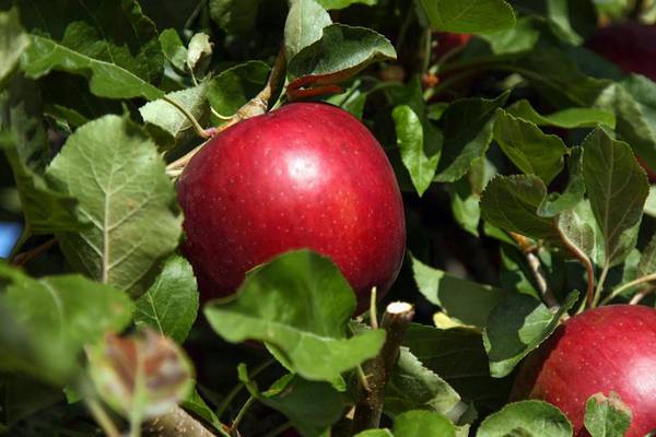 Cosmic Crisp apple that ‘lasts a year’ to hit American stores