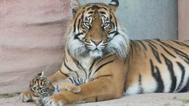 Rare Sumatran tiger cub born at Fota Wildlife Park