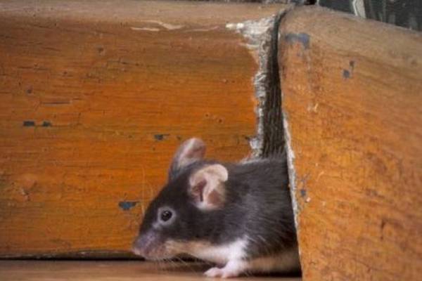 Nine dead mice discovered in ‘luxury dessert’ business