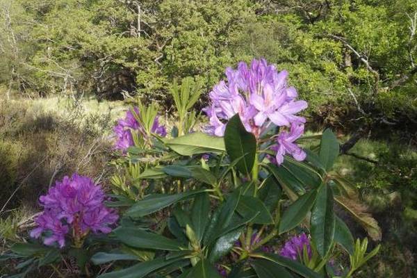 Extra staff sought to help tackle spread of rhododendron in Killarney
