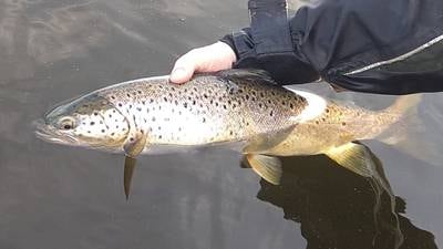 Angling Notes: Increasing number of anglers ‘releasing trout into Lough Sheelin’ 