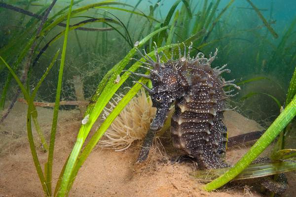 World Environment Day: Public called on to log seagrass lawns and meadows