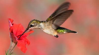 Where do hummingbirds get their sweet tooth?