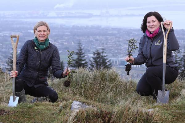 Forest facelift for Dublin Mountains as native trees replanted