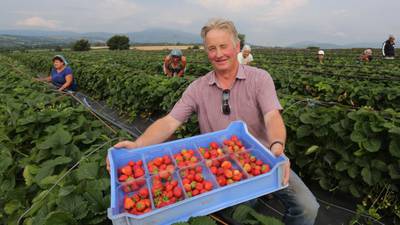 Sunny weather a boon to strawberry farmers in  Wexford