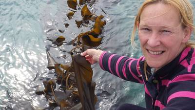 Rathlin kelp business owner looks south as Brexit fears mount