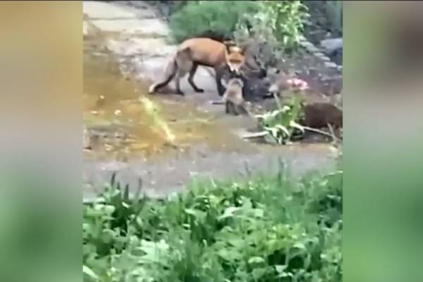 Sam the Trinity fox gives birth to five cubs on campus grounds