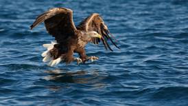 Six Irish-born white-tailed eagles fly nests in 2016