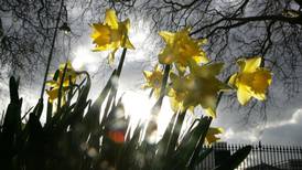 British shops warned over customers  eating daffodils