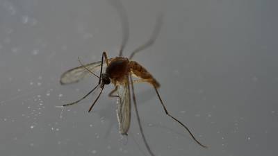 World Health Organization declares end of Zika emergency