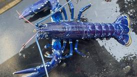 Catch of a lifetime: Rare blue lobster landed in Belfast Lough 