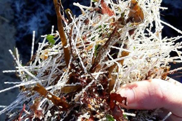 Plastic shards reappear on south Dublin coast