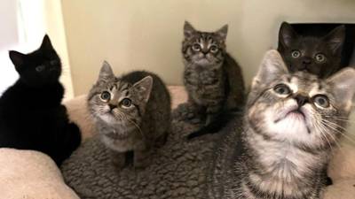 Five kittens dumped outside Longford ISPCA centre in cage