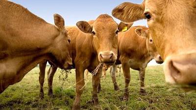 Unsaturated fats for cows a proven way to cut carbon emissions