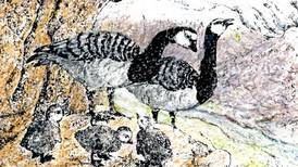 Barnacle geese are opting out of the Arctic high life. It’s not a good sign