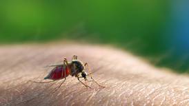 The mysterious midge: is this plague of the Irish summer due some respect?