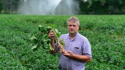 Potatoes stop growing in parched earth of north County Dublin